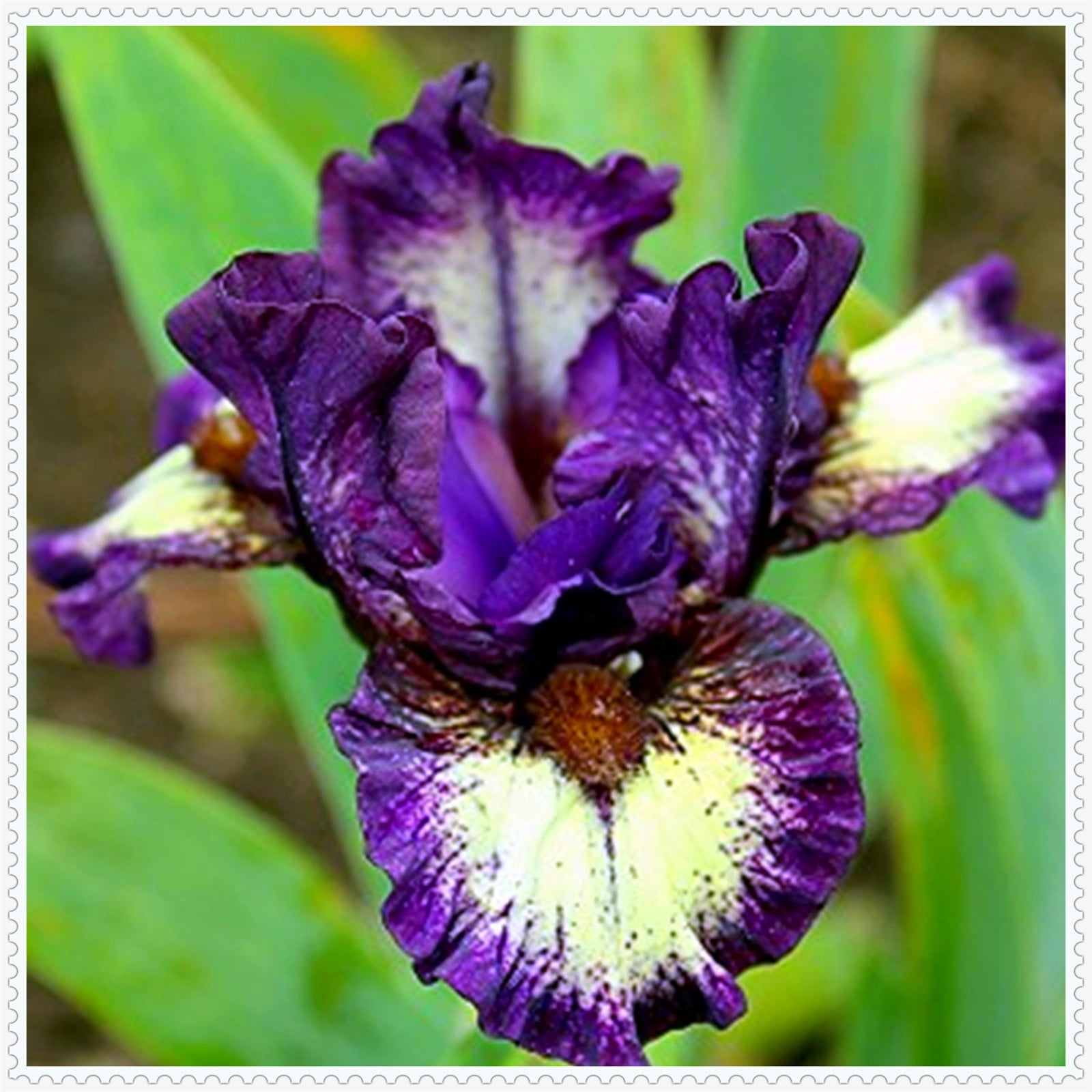 Iris Bulbs Iris Plant Iris Bulbs Fior Planting Hardy Perennial Herb