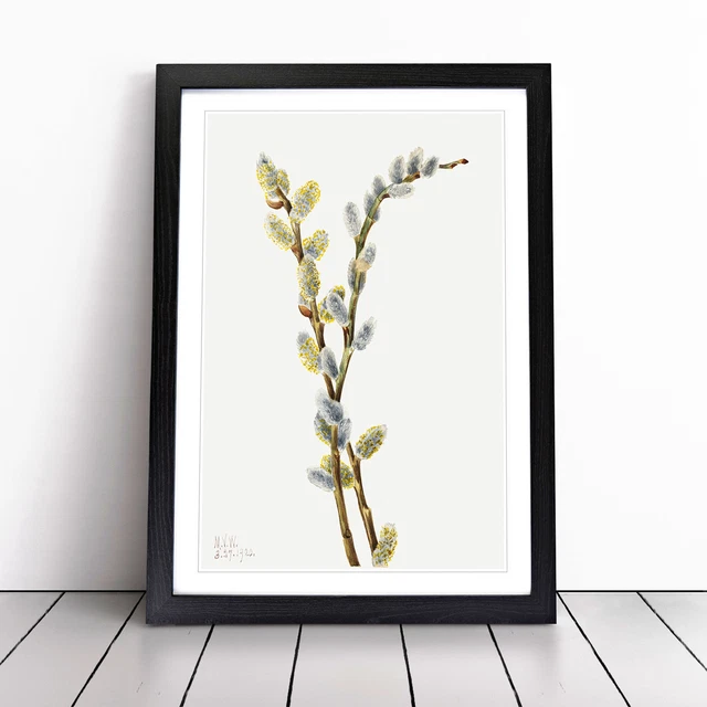 Kna Prints 1 Pc Poster Pussy Willow By Mary Vaux Walcott Wall Poster