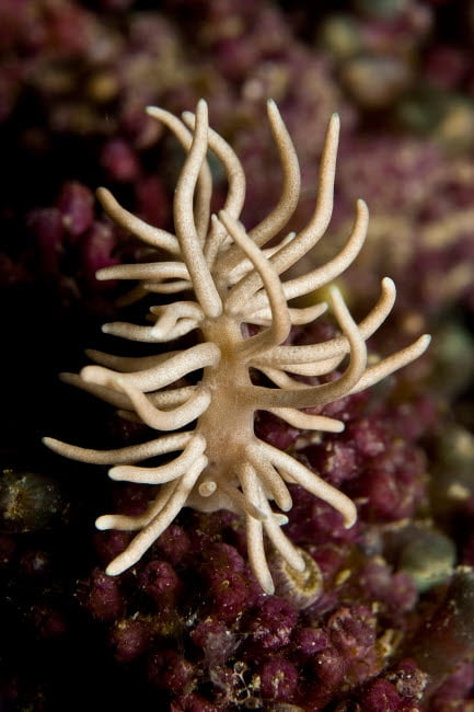 Phyllodesmium Briareum Nudibranch On Purple Hard Coral Indonesia