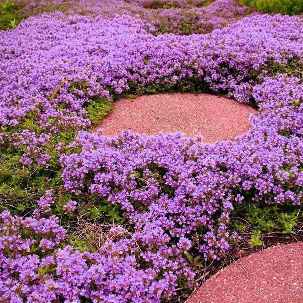 QAUZUY GARDEN 8000 Purple OIF8 Creeping Thyme Seeds Wild Elfin Thyme