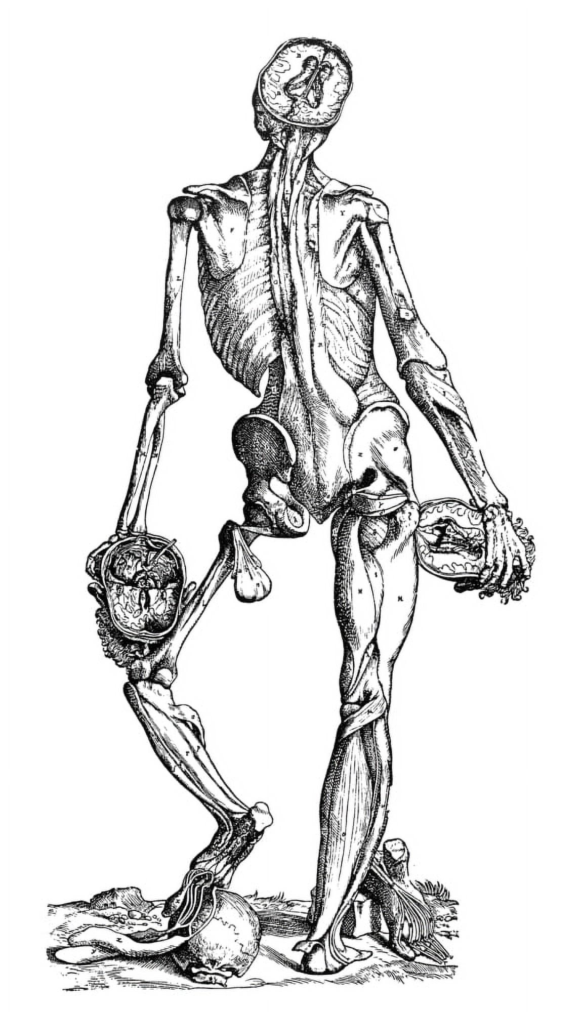 Vesalius Muscles Nfourth Plate Of Muscles Woodcut From The