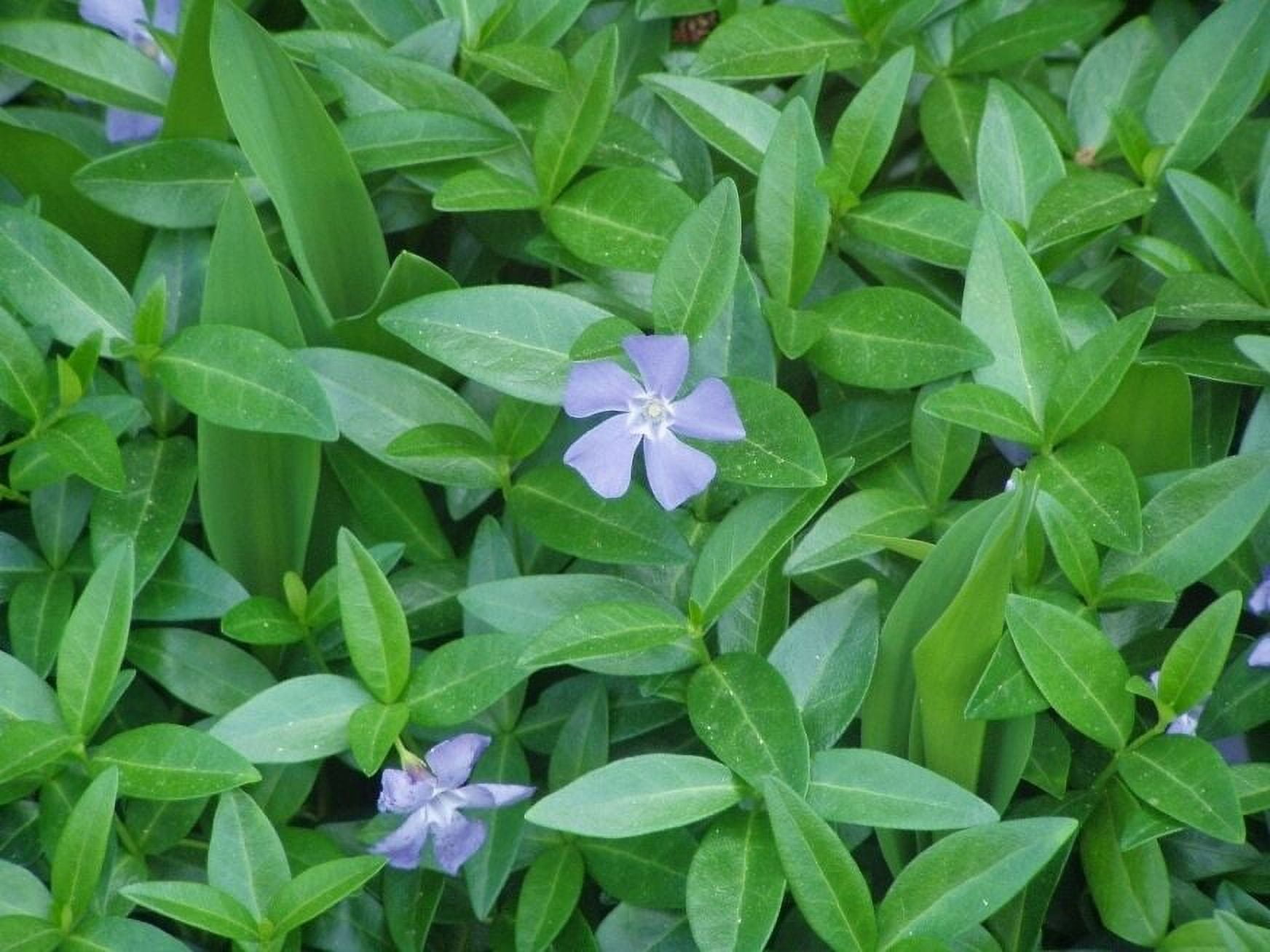 Vinca Minor Ground Cover Bare Root Plants Walmart