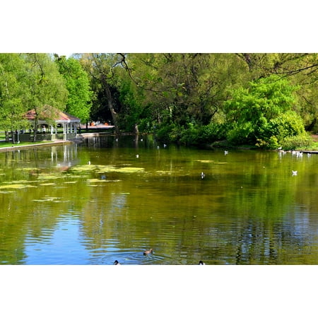 Canvas Print Nature Pond Summer Reflection Reflected Green Stretched Canvas 10 x (Best Color Paint To Reflect Light)