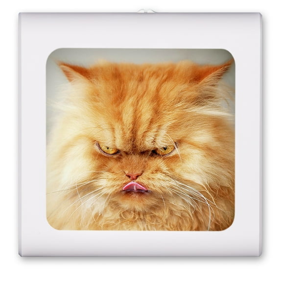 Plug in Dimmable LED Night Light with Dusk to Dawn Auto Sensor, Adjustable Brightness, Warm Light, Auto On/Off Nightlight for Bathroom, Hallway, Nursery, Bedrooms - Angry Cat