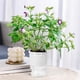 thumbnail image 5 of Jarrón hidropónico con maceta transparente autorregante | Jardinera de vidrio plástico imitado 5.12x3.94" | Riego automático, decoración para el salón, bambú de la suerte, arreglo de rosas, 5 of 6
