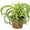 4" Pot, variant on Bonnie Spider Plant - Live Plant in a 4 Inch Pot - Chlorophytum Comosum 'Bonnie' - Nature's Curly Green Symphony for Your Home