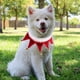 thumbnail image 3 of Bufanda para mascotas con temática navideña, pañuelo para el cuello de campana, gato, cachorro, bufanda con cuello triangular, accesorios para disfraces de mascotas, 3 of 5