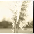 thumbnail image 1 of Great Art Now Ethereal Pampas V by Jason Johnson, Canvas Wall Art, 12W x 12H, 1 of 2