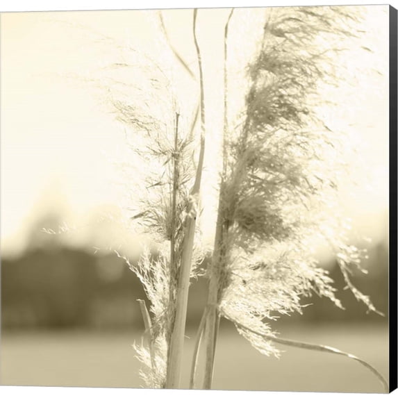 Great Art Now Ethereal Pampas V by Jason Johnson, Canvas Wall Art, 12W x 12H