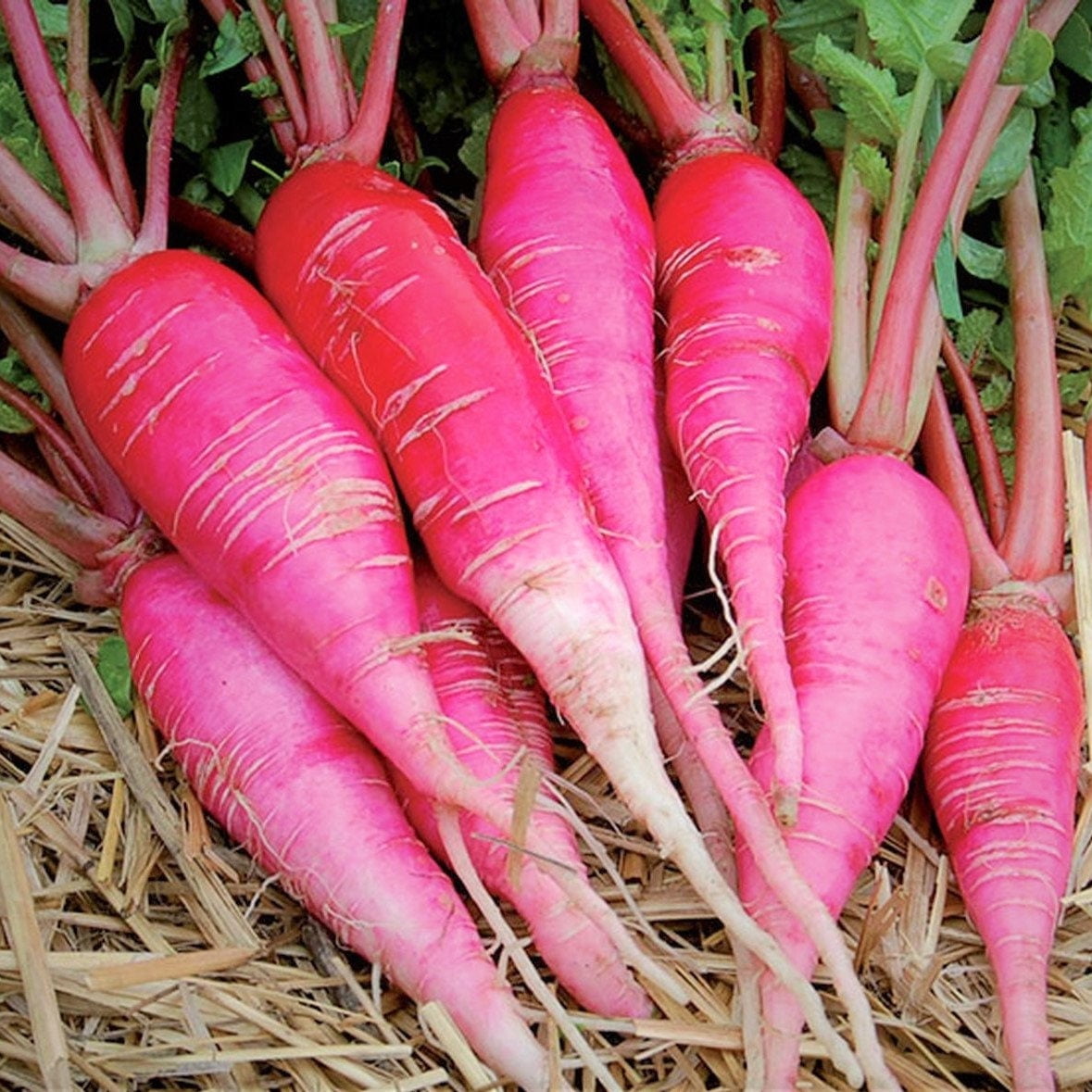 TomorrowSeeds China Rose Radish Seeds 300+ Count Packet Pink