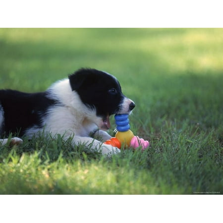 Border Collie Puppy Playing with Toy Print Wall Art By Peggy (Best Toys For Border Collies)