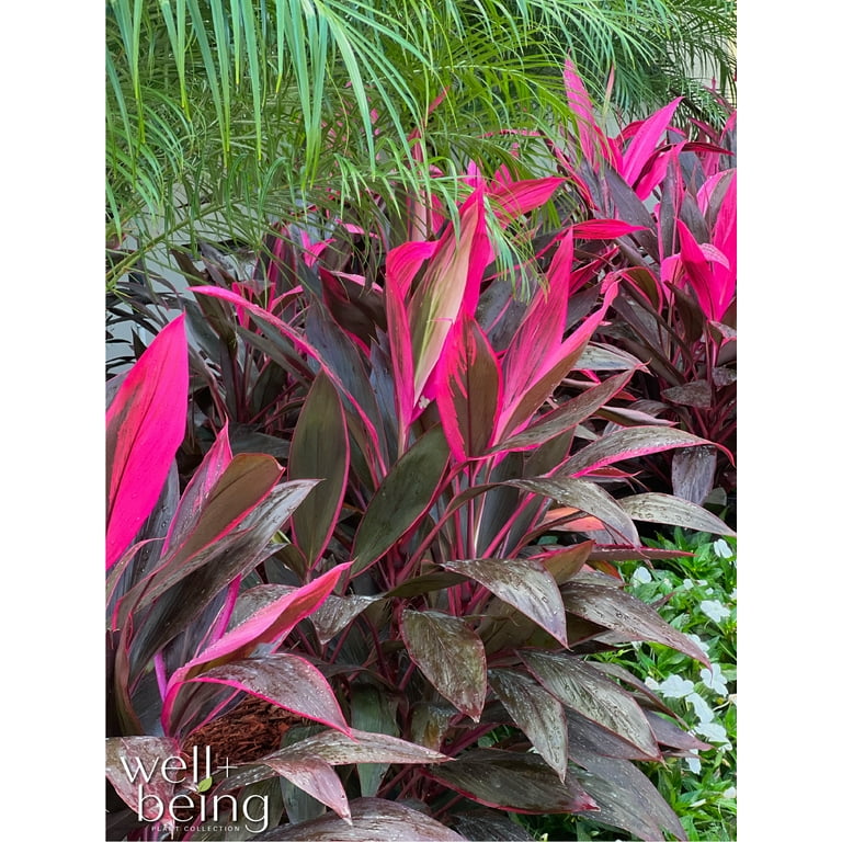 Cordyline Fruticosa, Red Sister, Ti Plant, Live Plant 25-30 in. Tall in Grower Pot by Nature's Way Farms