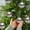 C, variant on Deeceymbur 6 Pcs Hand Painted Electroplated Plastic Christmas Balls Willows Snowflake Tree Hanging Ornaments 2.36 Inch