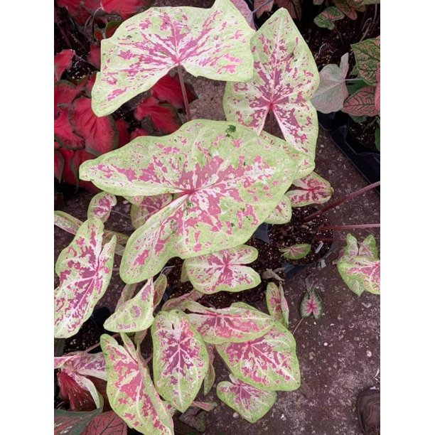 Blue Buddha Farm Seafoam Pink Caladium (2 bulbs) Easy to Grow Indoor