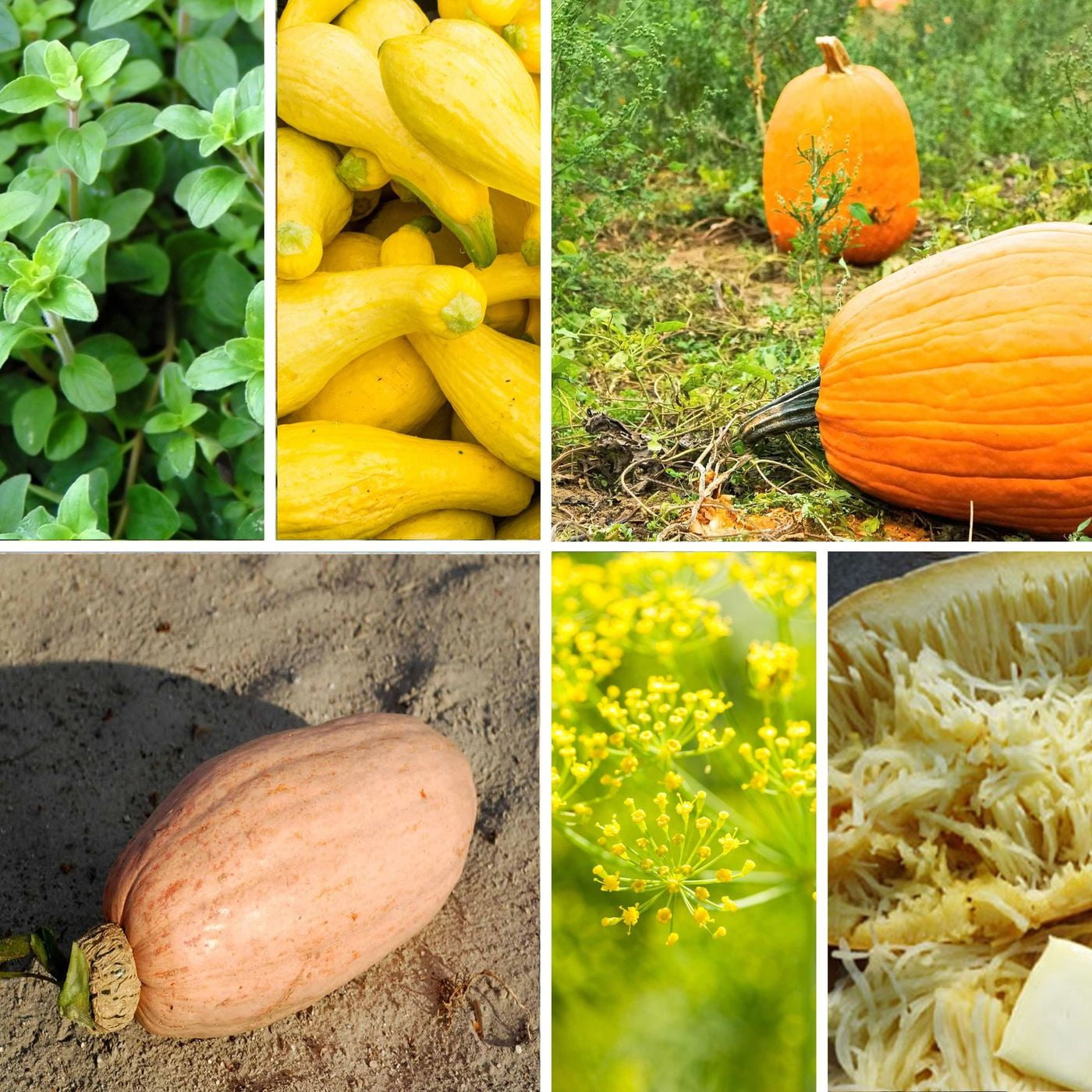 Heirloom Vegetable Garden Seed Collection – Assortment of 15 Non-GMO, Easy Grow, Gardening Seeds: Carrot, Onion, Tomato, Pea, Cucumber, Beets, Basil, More
