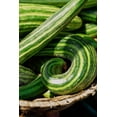 thumbnail image 6 of TomorrowSeeds - Painted Serpent Striped Armenian Cucumber Seeds - 150+ Count - For 2025 Planting, 6 of 9