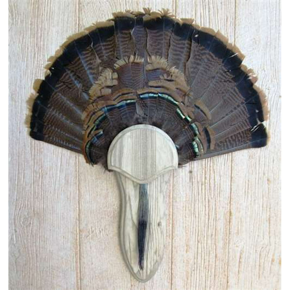 The Taxidermists' Weathered Wood Turkey Fan Mounting Kit 03