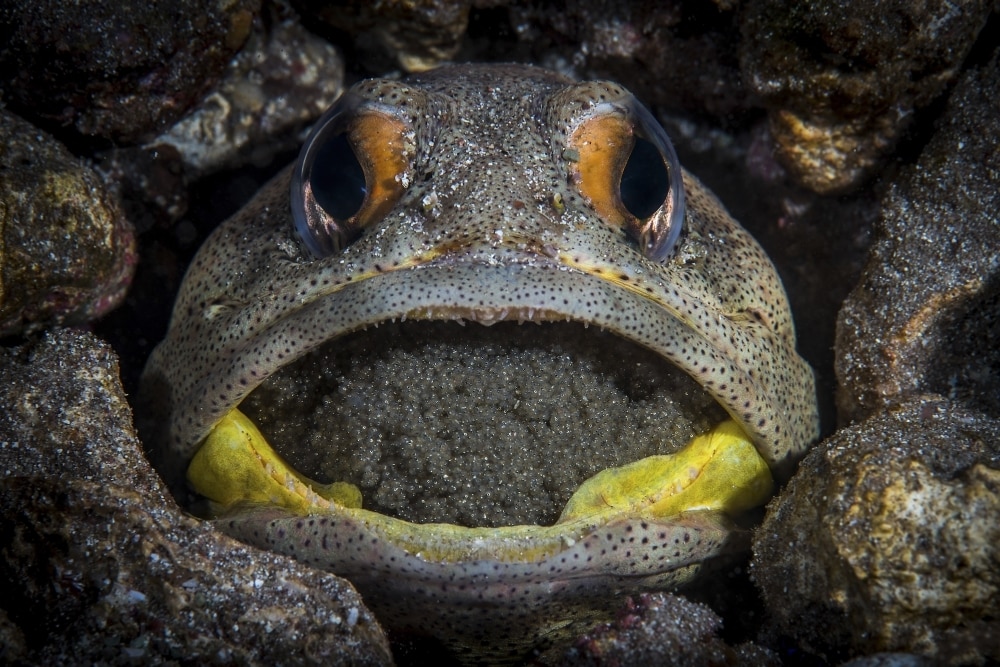 A giant jawfish brooding eggs in its mouth, Sea of Cortez, Mexico