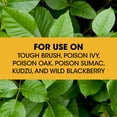 thumbnail image 4 of Roundup Ready-to-Use Poison Ivy Plus Tough Brush Killer Trigger, 1 gal., 4 of 11