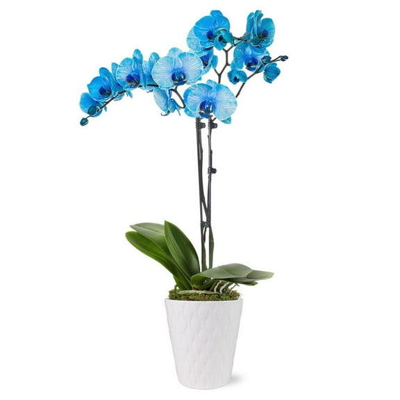 From You Flowers - Blue Sapphire Orchid for Birthday, Anniversary, Get Well, Congratulations, Thank You, All Occasions