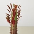 thumbnail image 2 of Succulent Euphorbia 'Trigona Rubra' in 4" Pot | Live Plant for Indoor | 7 - 12 inch Tall, 2 of 3
