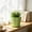 Green, variant on Gaecuw Blue Plastic Flower Shaped BOTANICALer with Saucer, Petal Design Decorative Pot for INDOOR GREENERYs, Lightweight Indoor Outdoor Container