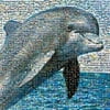 Robert Silver's Photomosaic - Dolphin