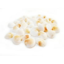 Florida Shells and Gifts 8oz (400) Tiny White Granosa Shells 1/2-3/4" Beach Crafts Wedding Decor Nautical
