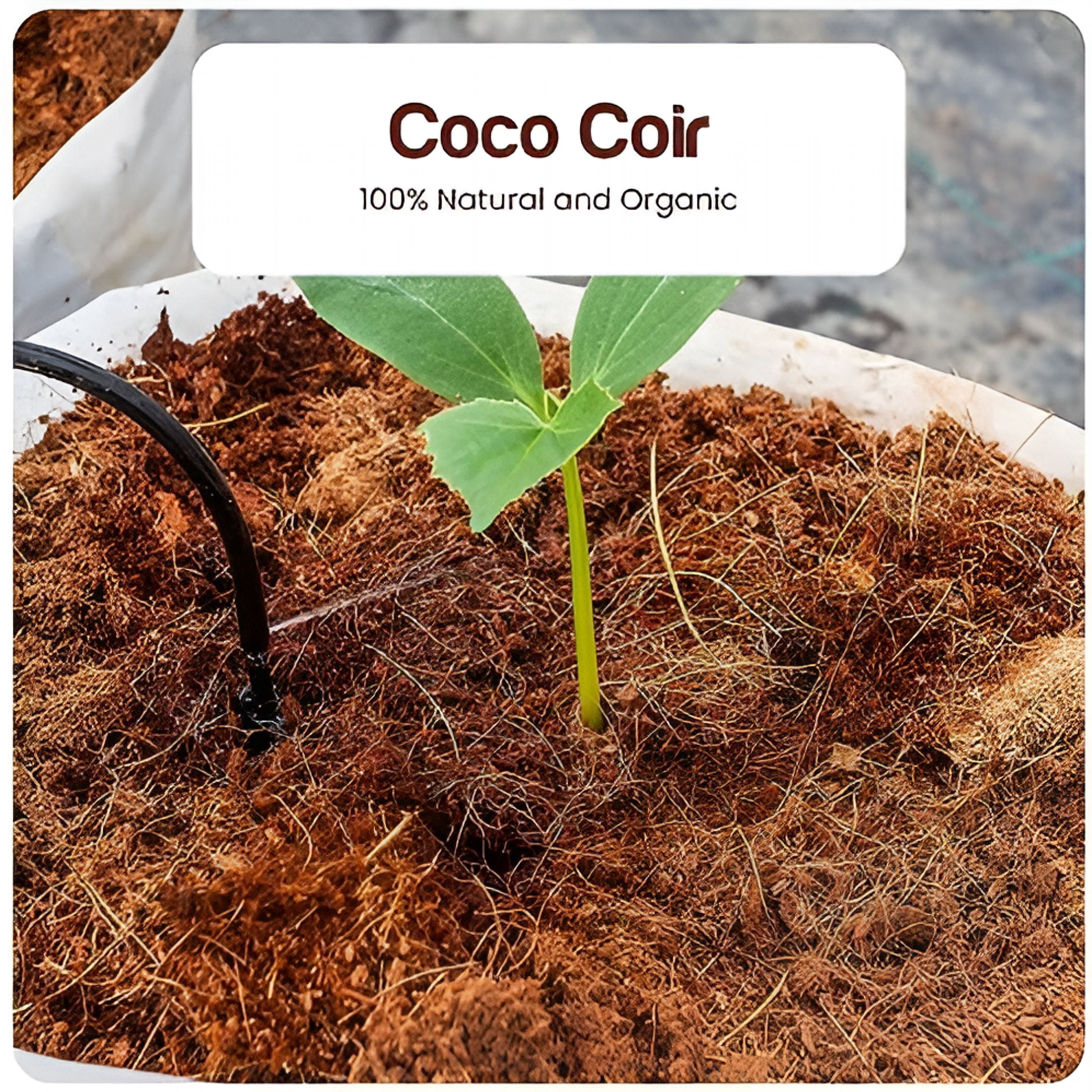 ZULAR 2026 New Coconut Coir Bricks | 5 Bricks / 650 Grams Each / 1.5 Pounds Each | Low Ec Triple-Washed | As Hydroponics Garden Soil | 100% Organic and Eco-Friendly | Seed Bed