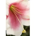 thumbnail image 2 of Maureen Love 31x44 Gallery Wrapped Canvas Wall Art Titled - Soft Pink Lily II, 2 of 4