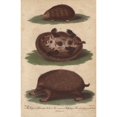 thumbnail image 2 of Cape Or Siberian Mole And Common Hedgehoga Poster Print By ® Florilegius Mary Evans (24 X 36), 2 of 4