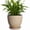 Beige, variant on Wliror 6 Inch Mint Green Ceramic Plant Pot with Drainage – Cool Pastel Planter for Indoor Plants, Succulents, Herbs
