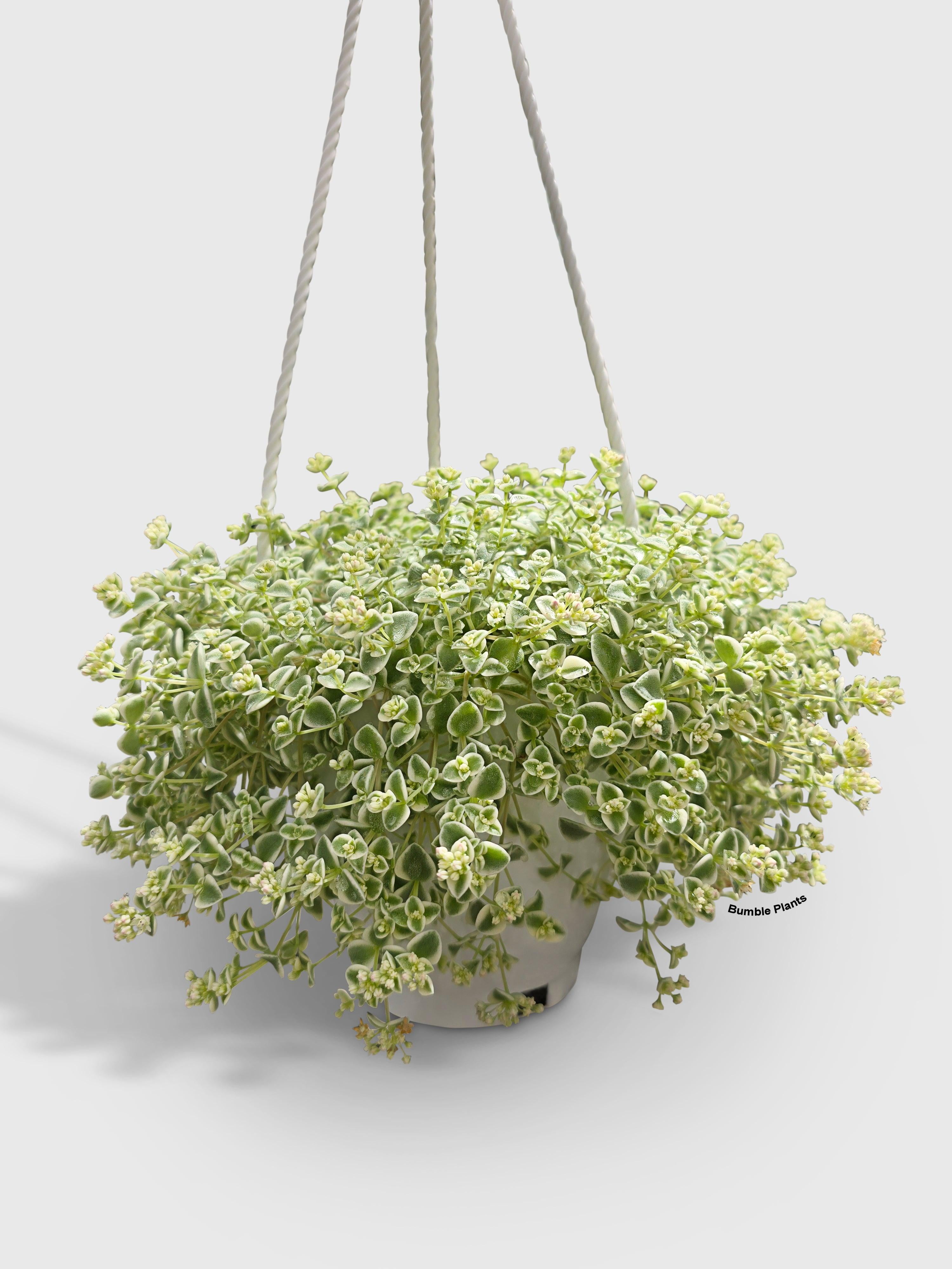 Sedum Little Missy - Live Air-Purifying Indoor Plant in Nursery Pot – Easy Care, Low Maintenance Houseplant for Home & Office Decor, Natural Air Cleaner, Best for Beginners