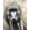 thumbnail image 2 of Dana Underdahl 12x14 White Modern Wood Framed Wall Art Titled - Baboon Portrait I, 2 of 5