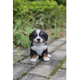thumbnail image 2 of Estatua de cachorro de perro montés de Berna Hi-Line Gift Ltd, poliresina, 2 of 2