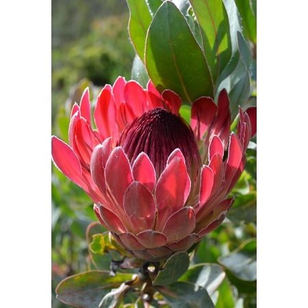 Garden Furniture Cape Town South Africa Canvas Print Flower Close South Africa Botanical Garden Cape Town Stretched Canvas 10 x 14 ()