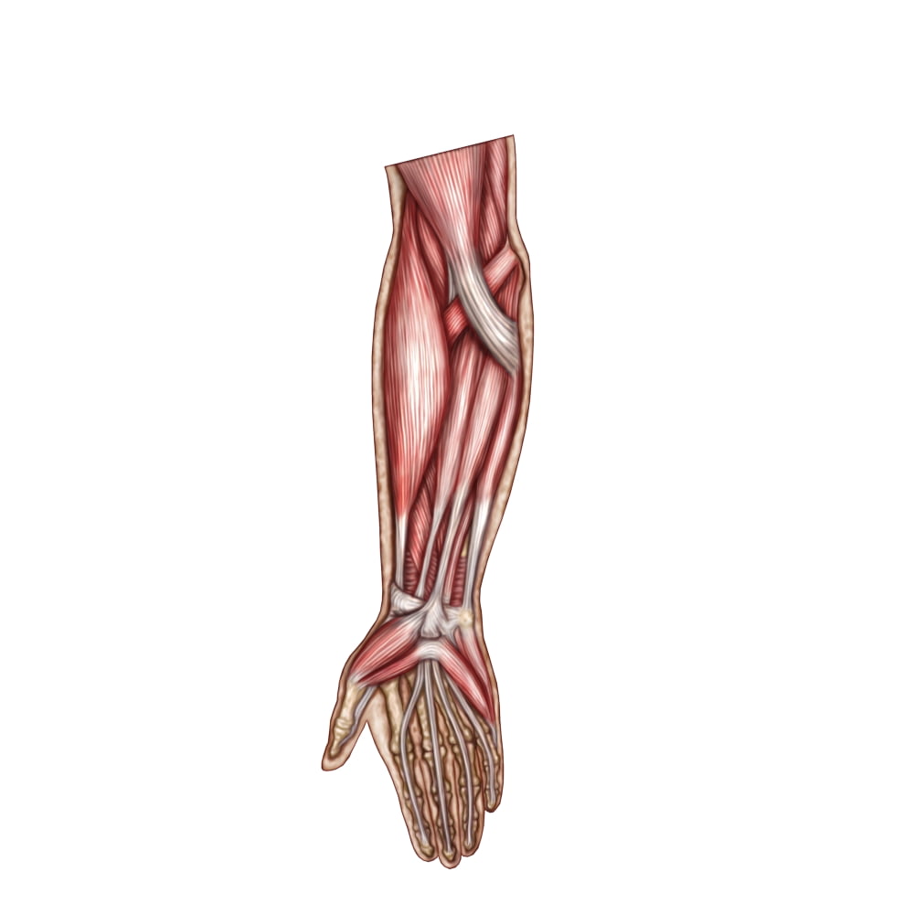 Anatomy Of Human Forearm Muscles Superficial Anterior View Poster