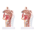 thumbnail image 1 of 2X Human Anatomical Nasal Cavity Throat Anatomy Model for Science Classroom Study Display Teaching Model, 1 of 7