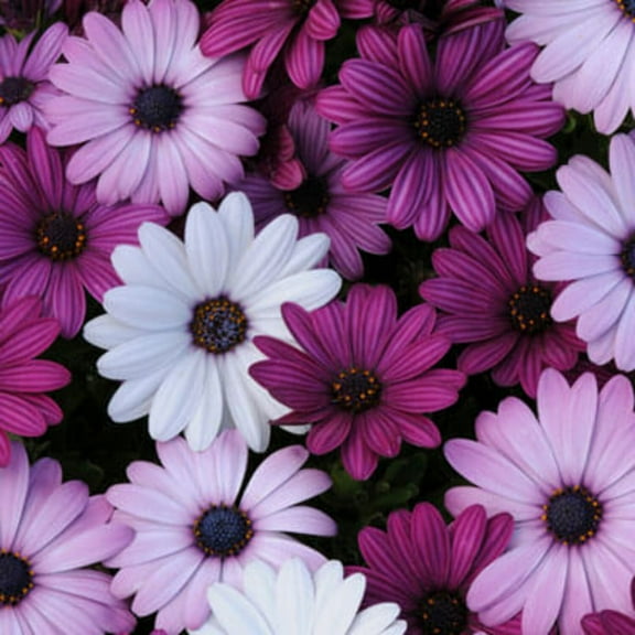 Osteospermum Akila Mix F1 Seed, Untreated, 50 Seeds