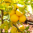 thumbnail image 5 of Home garden,(Lemon)Low maintenance + drought-resistant flowers,Suitable for lazy garden,Ins style garden must-have, 5 of 5