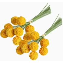 30PCS Golden Dry Flowers,Artificial Craspedia Globosa Flowers,Dried Billy Balls,DIY Crafts Floral Arrangements,for Wedding Birthday Party Home Decor