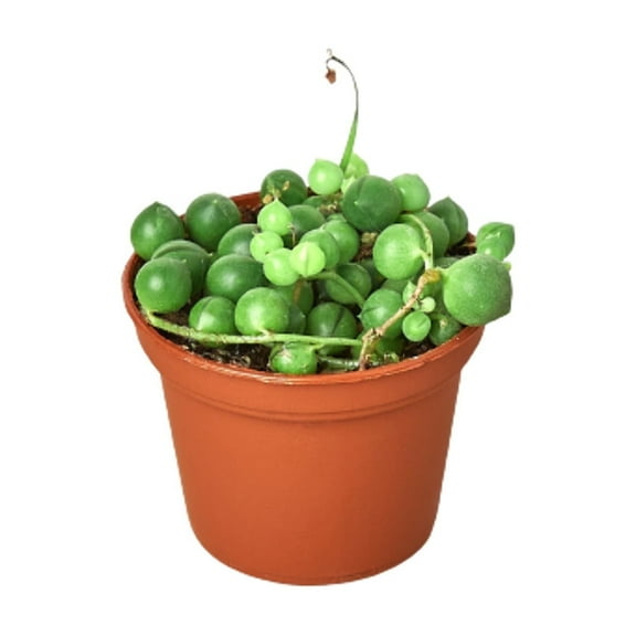 Succulent 'String of Pearls', 3" Pot, Indoor Houseplant, Easy Care, Live Plant for Indoor & Outdoor