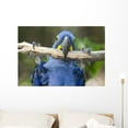 thumbnail image 1 of Hyacinth Macaw Playing Tree Wall Mural by Wallmonkeys Peel and Stick Graphic (36 in W x 25 in H) WM262843, 1 of 4