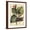 Brown Frame, variant on Art.com Petite Dragonflies VI Art Print by Vision Studio, 12" x 16"