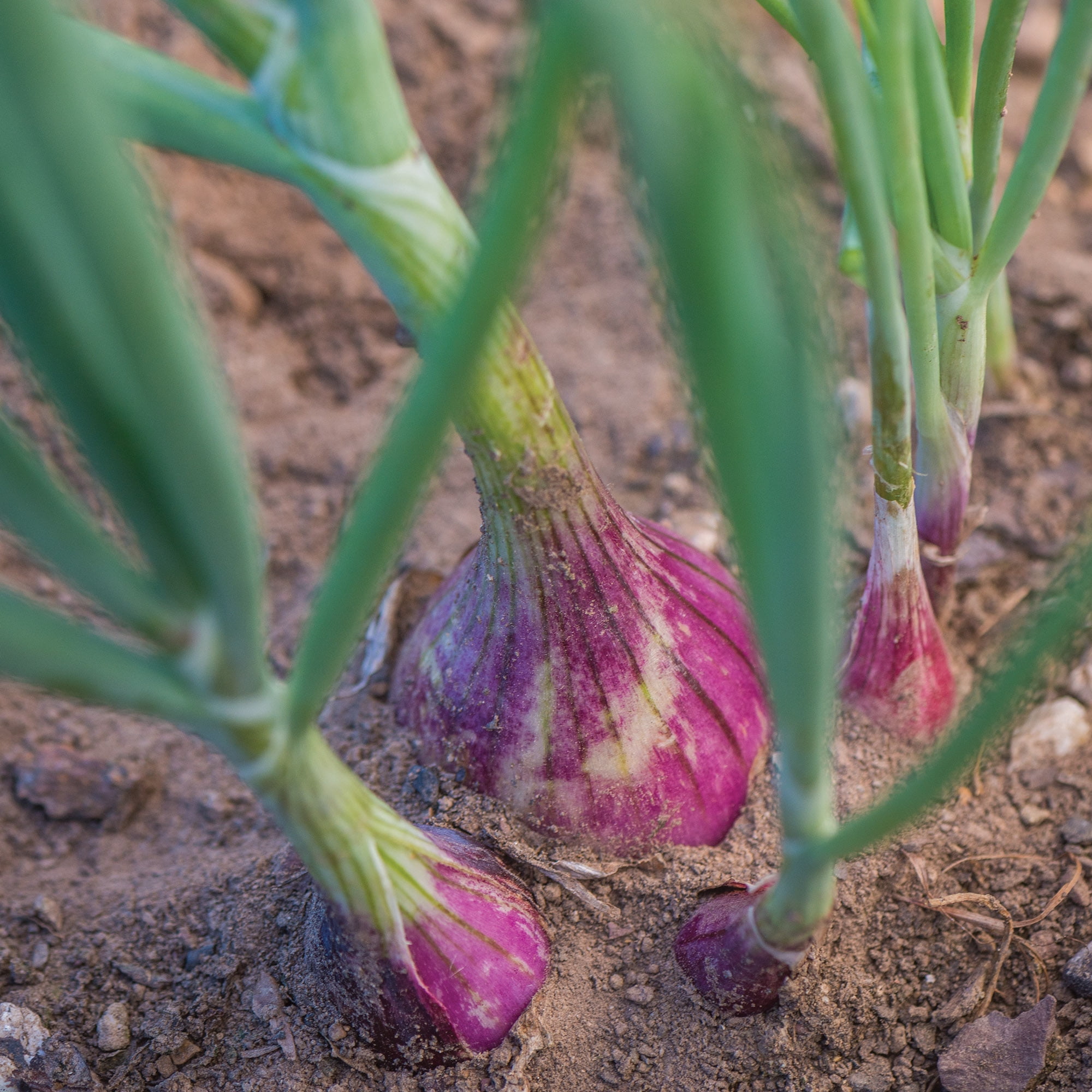 Burpee Blushing Bunch Bunching Onion Seeds - Container-Friendly, Vegetable Gardening Seeds, 1-Pack