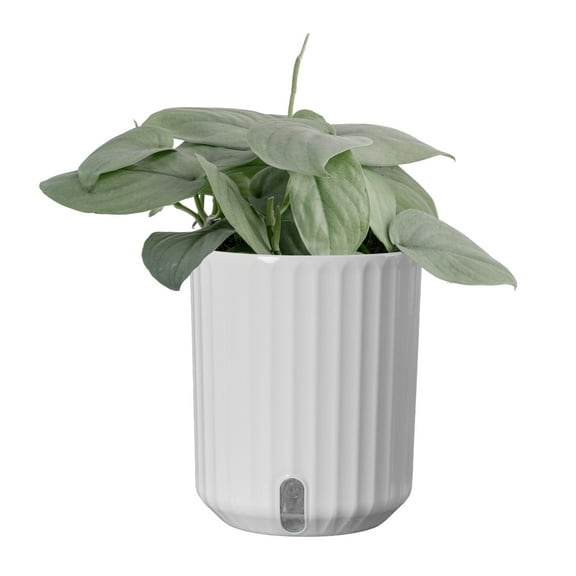 Costa Farms 10" Scindapsus Platinum Java Live House Plants in 5" Self-Watering Planter