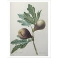thumbnail image 2 of Art.com Violet Fig Stretched Canvas Print Wall Art by Pierre-Joseph Redoute, 24" x 32", 2 of 4