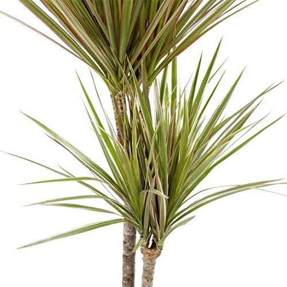 Dracaena Marginata Bicolor - Live Plant in a 6 Inch Pot - Dracaena  Marginata 'Bicolor' - Beautiful Air Purifying Indoor Houseplant -  Walmart.com