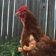 thumbnail image 3 of Pollo de silicona brazo de aves de corral de aves de corral de aves de corral para animales Año Nuevo Regalos PET Cosplay Toys Decoración al aire libre para exteriores, 1 par Speravity FN001932-01, 3 of 7