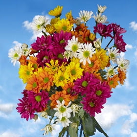 Fresh Daisy Flowers GlobalRose 72 Assorted Fresh Cut Chrysanthemums Daisies Flowers - Fresh Flowers For Birthdays, Weddings or Anniversary. ()